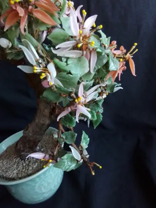 Árbol Bonsái de Jade