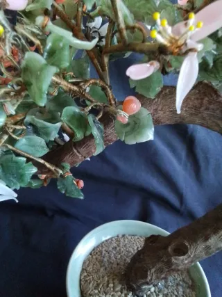 Árbol Bonsái de Jade