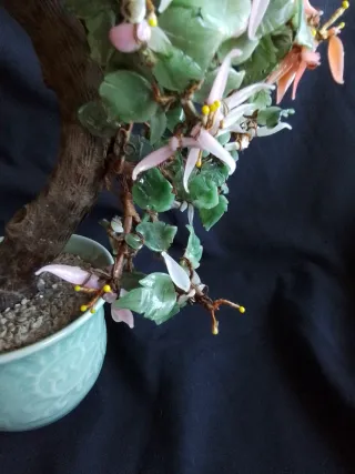 Árbol Bonsái de Jade