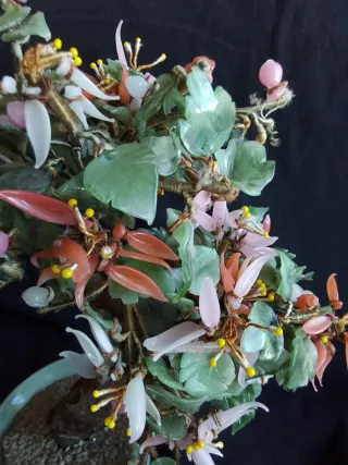 Árbol Bonsái de Jade