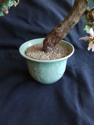 Árbol Bonsái de Jade