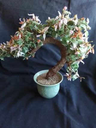 Árbol Bonsái de Jade