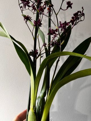 Orquídea Oncidium Sharry Baby