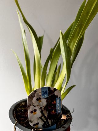 Orquídea Miltonia Mix