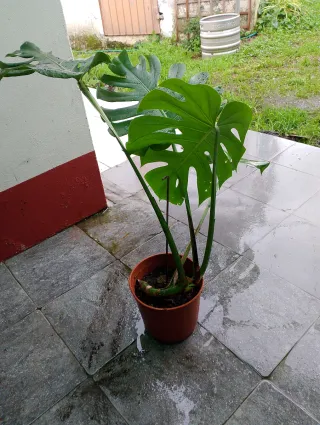 Monstera Deliciosa