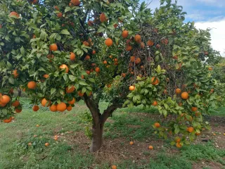 vendo15 árboles solo la fruta d naranja navelina
