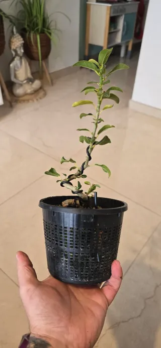 Bonsai Ficus Burtt Davyi