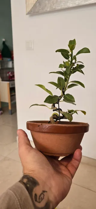Ficus Burtt-Davyi Bonsái