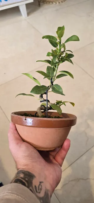 Bonsai Ficus Burtt-Davyi