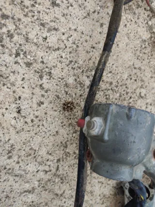 Manetas Dingo Gucci 49cc