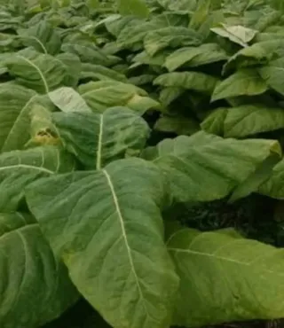 1000+Badischer Geudertheimer