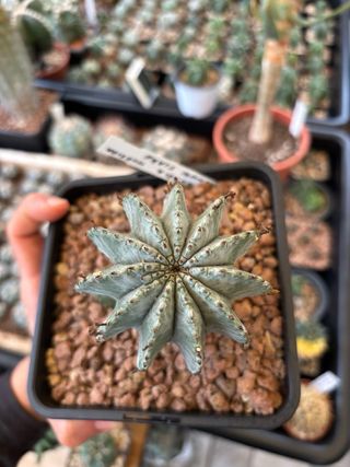 Cactus succulenta Euphorbia snow flake.