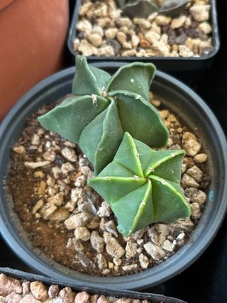 Set 2 Cactus Astrophytum