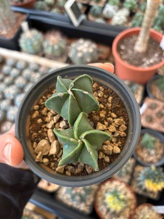 Set 2 Cactus Astrophytum nudum