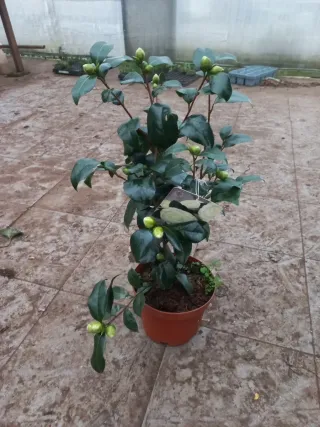 Camelias en maceta