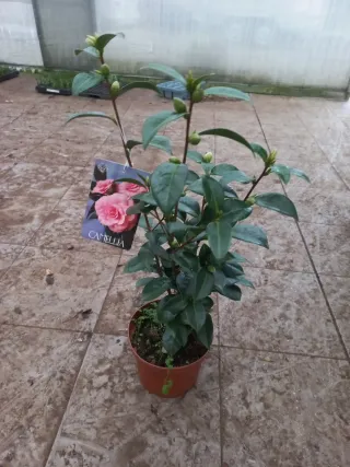 Camelias en maceta