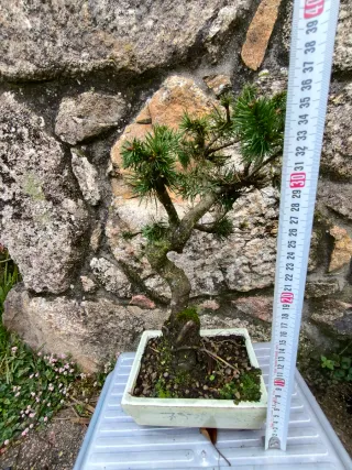 Bonsái Pino Silvestris