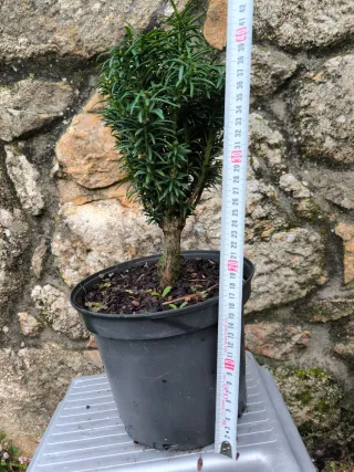 Bonsái Taxus cuspidata