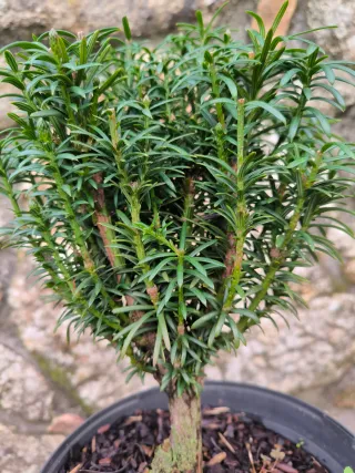 Bonsái Taxus cuspidata