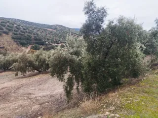 Terreno rústico con 200 olivos