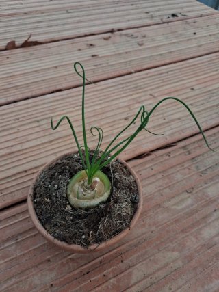 Albuca Spiralis