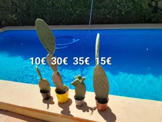 Chumbera sin espinas