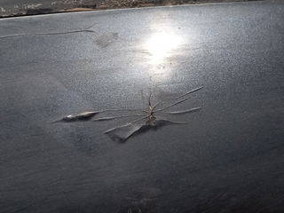 PARAGOLPES TRASERO RENAULT ESPACE IV (JK0)