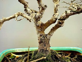 Bonsái Olmo