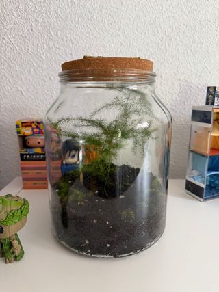 Terrario de cristal con plantas