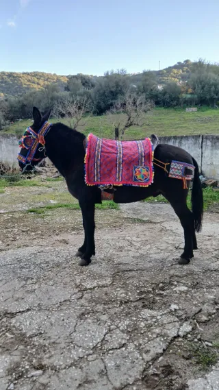Albarda con atajarre y cincha.