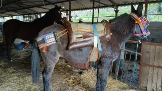 Albarda con atajarre y cincha.
