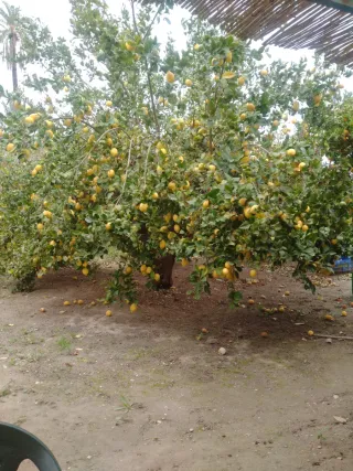 Terreno con casa en escritura