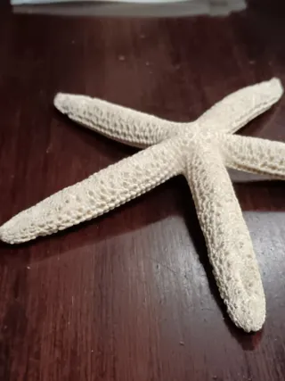 Stella marina decorativa