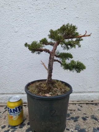 Bonsai Itoigawa Junipero prebonsai