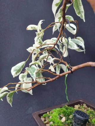 Prebonsai / bonsai ficus variegata fukinagashi