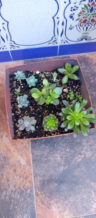 Pack de Suculentas Variadas