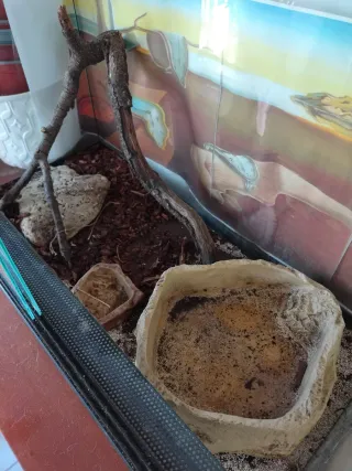 Terrario de cristal con tapa