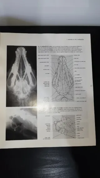 Atlas En Color: Anatomia Veterinaria: El Perro ...