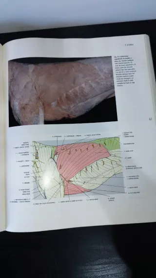 Atlas En Color: Anatomia Veterinaria: El Perro ...