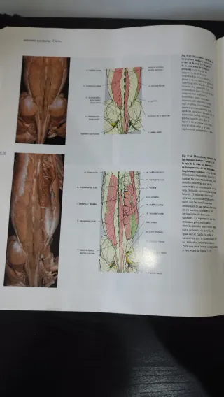 Atlas En Color: Anatomia Veterinaria: El Perro ...