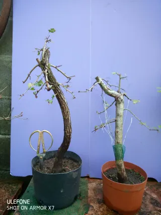 Bonsai Crataegus monogyma majuelo pontevedra