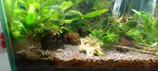 Musgo Java y Caracoles Helena