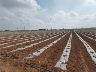 Terreno en venta en Fuente Alamo