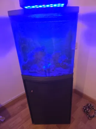 Acuario con luz LED azul