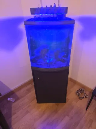 Acuario con luz LED azul