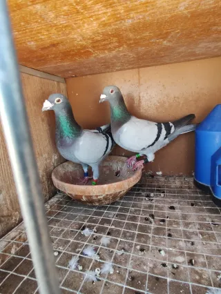 Cajones para palomas