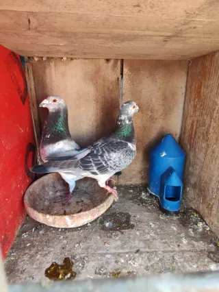 Cajones para palomas
