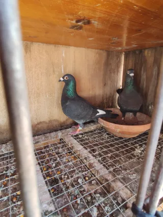 Cajones para palomas