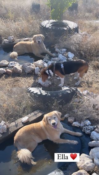 Cuido animales / Paseo perros