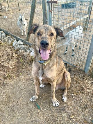 Cuido animales / Paseo perros